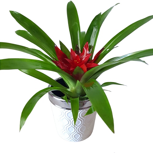 Guzmania tempo 9 cm-s cserépben