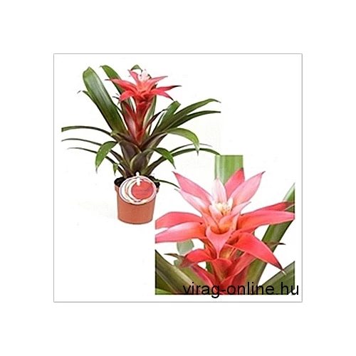 Guzmania Libby 30cm