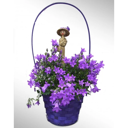 Harangvirág, Campanula kosárban