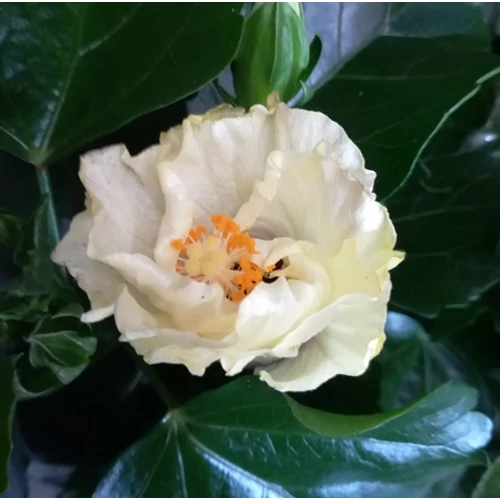 Hibiszkus 13 cm-s cserépben, fehér