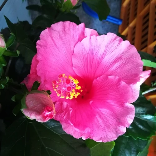Hibiszkusz mályva