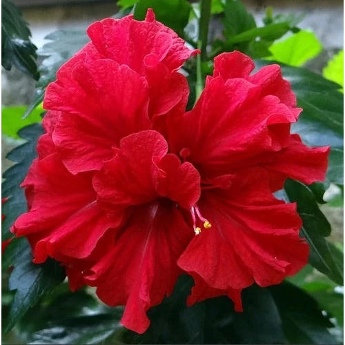Hibiszkusz 12 cm-s cserépben, telt virágú, piros