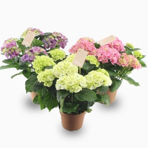 Hortenzia 3-5 virágfejjel 30-50 cm