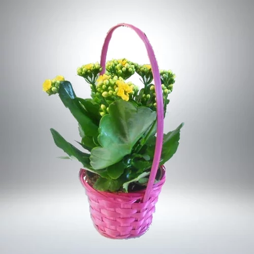 Korallvirág kosárban