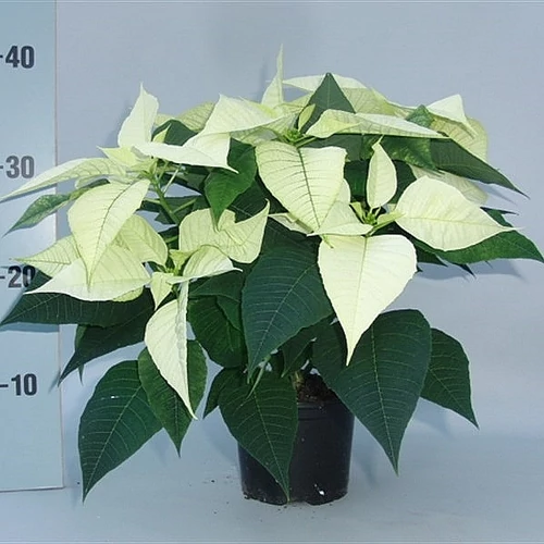 Mikulásvirág 50-60 cm, fehér