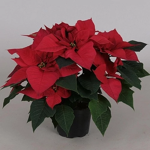 Mikulásvirág 40-50 cm, piros