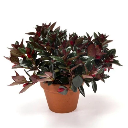 Aranyhalvirág, Nematanthus 25-30cm, 11cm-s cserépben