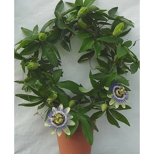 Golgotavirág, Passiflora