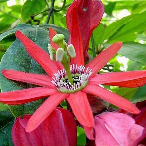Golgotavirág, piros Passiflora