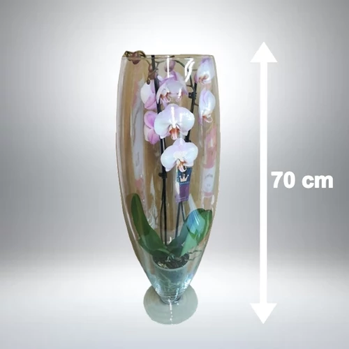 Lepke Orchidea 70 cm-es üveg vázában