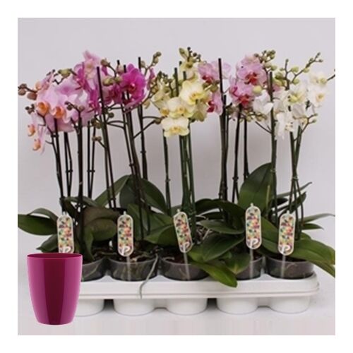 Lepke Orchidea multiflóra + kaspó