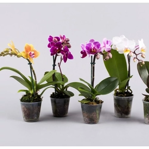 Lepkeorchidea  25 cm