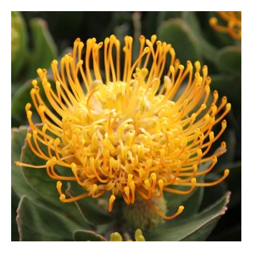Protea leucospermum carneval 50 cm, 16 cm-s cserépben