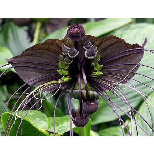 Denevérvirág, Tacca 90cm