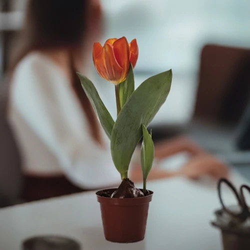 Tulipán 9 cm-s cserépben, vegyes színek