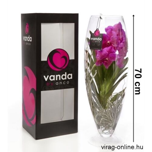 Pártáskosbor vázában, Vanda
