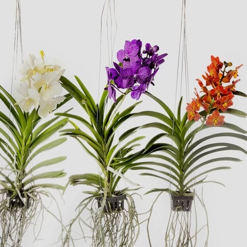 Pártáskosbor, Vanda 50-70 cm