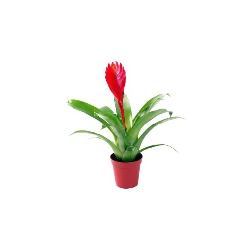 Pikkelyvirág 13 cm-es cserépben