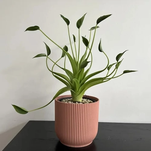alocasia tiny dancer 13 cm-s cserépben