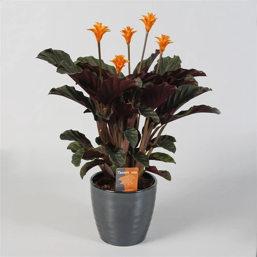 Sáfrányos zebralevél, calathea crocata 40cm, 13 cm-s cserépben