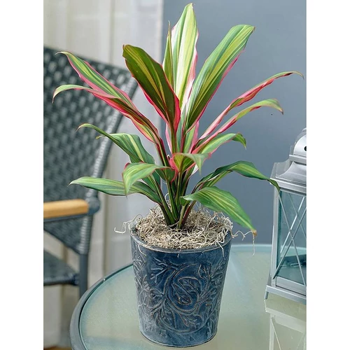 Bunkóliliom, Cordyline 40cm, 13cm-s cserépben
