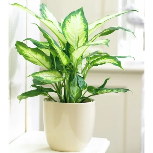 Buzogányvirág, Dieffenbachia camilla 12 cm-s cserépben