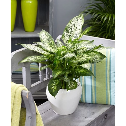 Buzogányvirág, Dieffenbachia compacta 30 cm