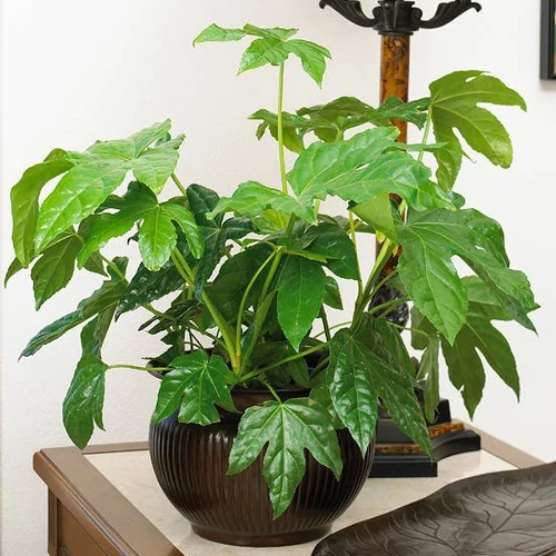 Japán Arália, Fatsia 12-cm-s cserépben