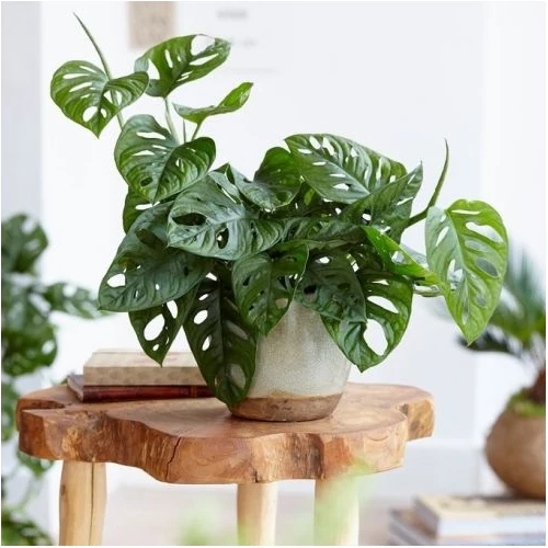 Könnyezőpálma, Monstera "monkey" 13 cs