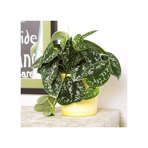 Szobai futóka pictus 12cm-s cserépben