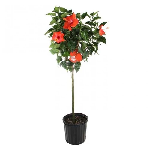Hibiscusz fa 70 cm, piros