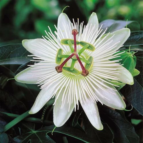 Golgotavirág, fehér Passiflora