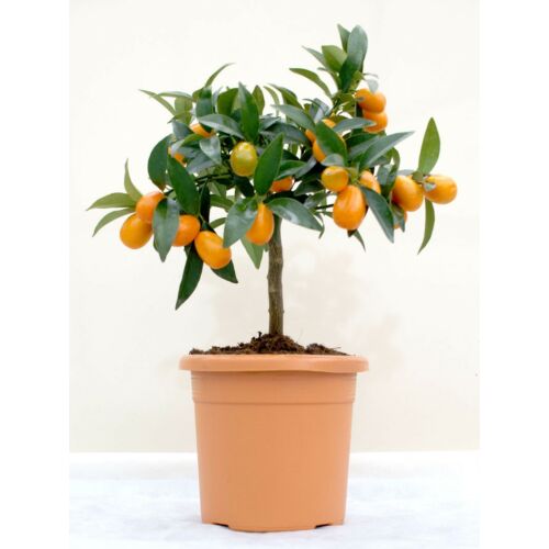 Kumquat, Koktélnarancs fa terméssel 50 cm