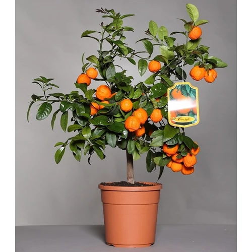 Limetta Rossa fa 60-70 cm