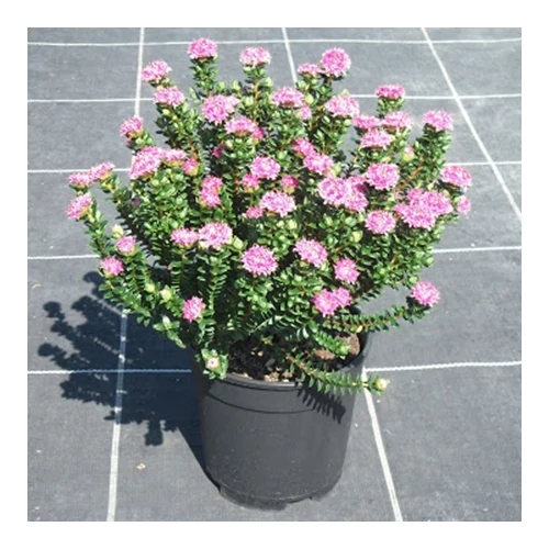 Pimelea, Rizsvirág 24 cm-s cserépben