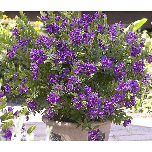 Pacsirtafű, Polygala bokor 17 cm-s cserépben