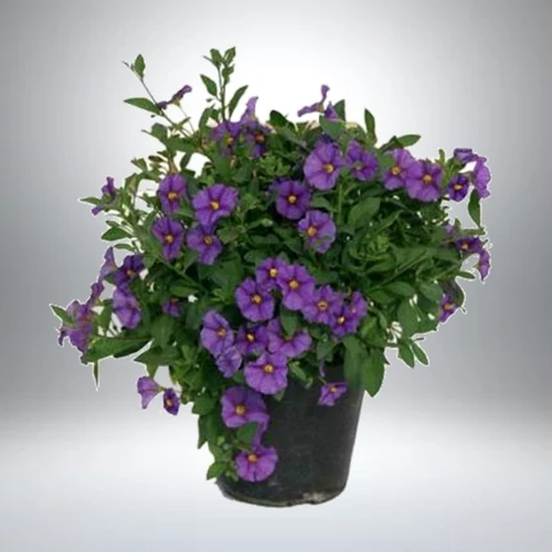 Enciánfa, Solanum rantonettii 14 cm-s cserépben