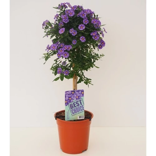 Enciánfa, Solanum rantonettii fa, 60-70 cm