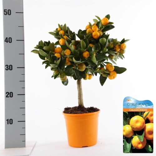 panamai narancs fa 50-70 cm