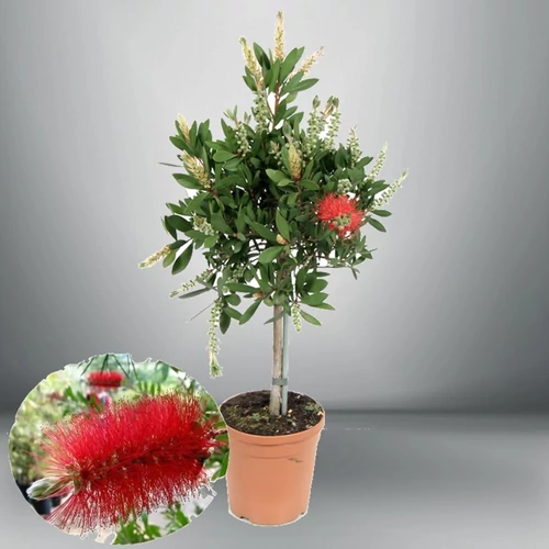 Kefefa 60 cm fa