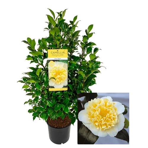 Japán Kamélia, jury's yellow 100 cm