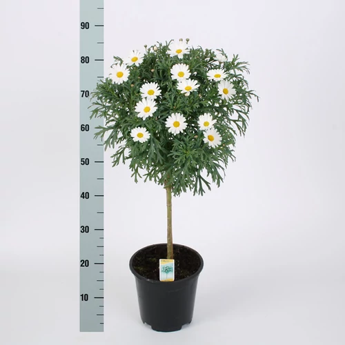 Margaréta fa 45 cm