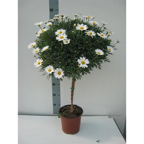 Margaréta fa 80 cm