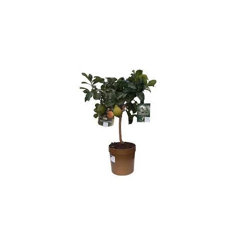 Folytontermő citrom, carraburo 80 cm, terméssel