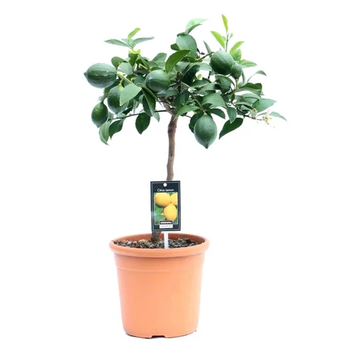 Meyer citrom 18 cm-s cserépben, 60cm