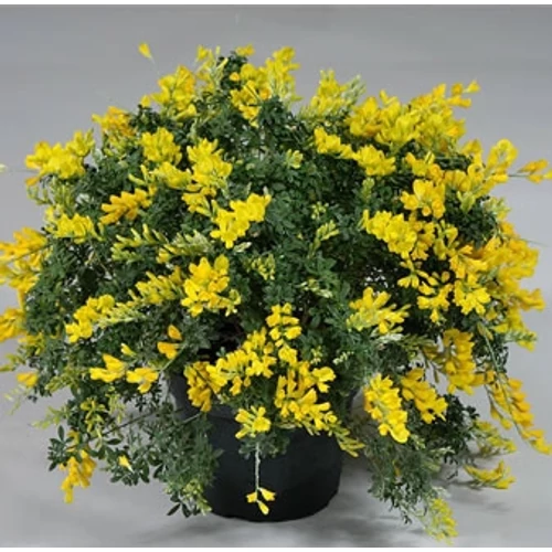 Fürtös zanót, Cytisus bokor 17cm-s cserépben