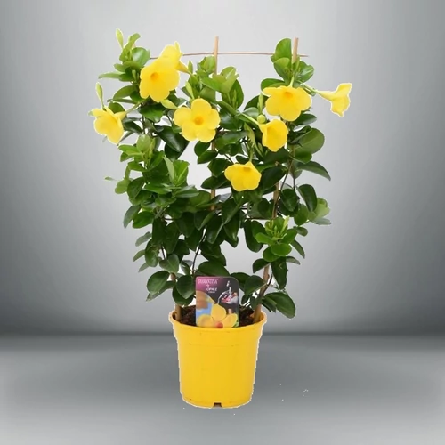 sárga tölcsérjázmin 40cm, 14cm-s cserépben