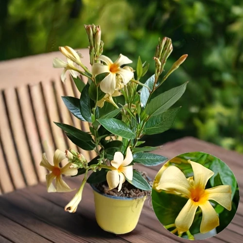 Tölcsérjázmin 14 cm-es cserépben, sárga