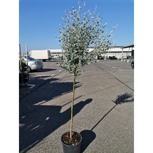 Havasi eukaliptusz 160 cm