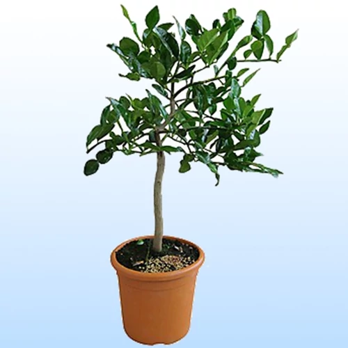 Kaffir Lime 70 cm fa